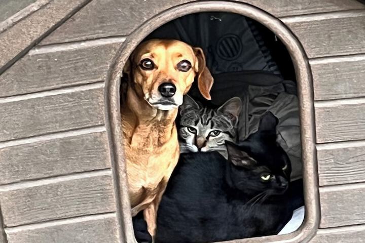 Pet Friendly 51 of 85