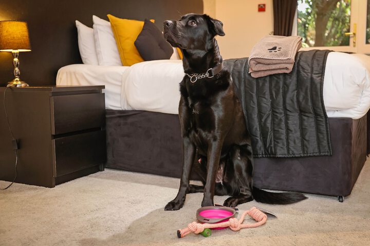 Pet Friendly 55 of 69