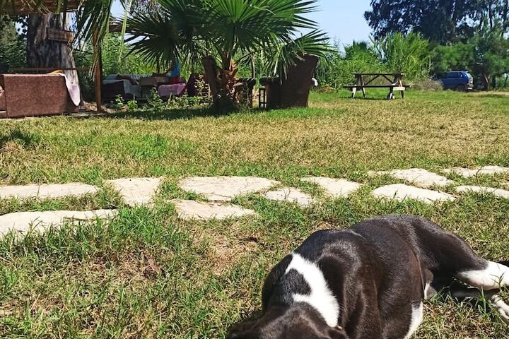 Pet Friendly 76 of 95