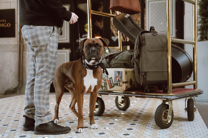 Pet-friendly