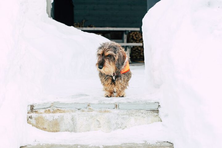 Pet Friendly 17 of 39