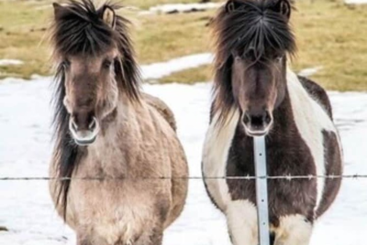 Horseback riding