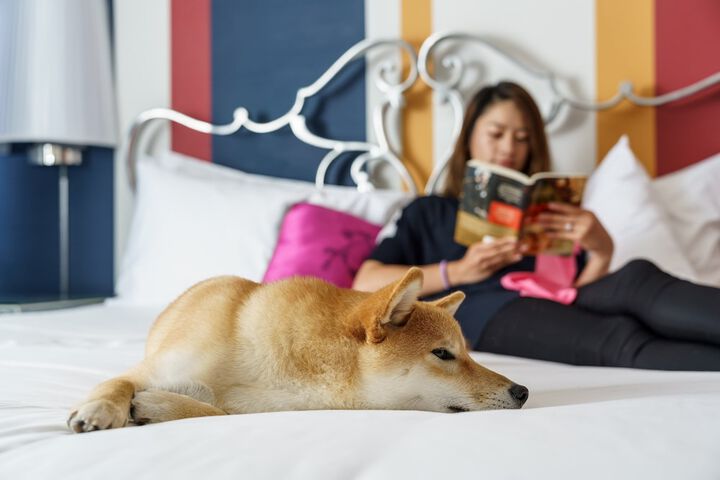 Pet-friendly