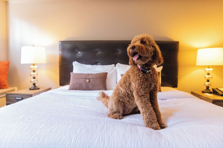 Pet-friendly