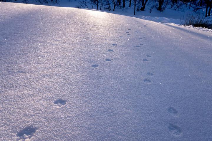 ・[Others] The silver world of winter. You can also enjoy playing in the snow♪