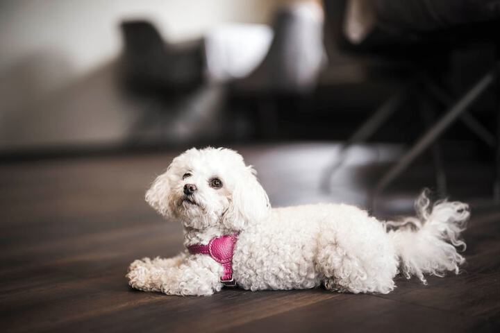 Pet Friendly 81 of 115
