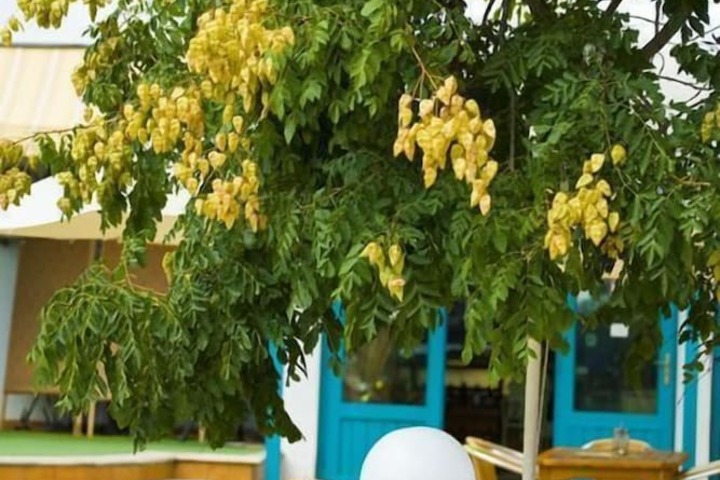 Restaurants