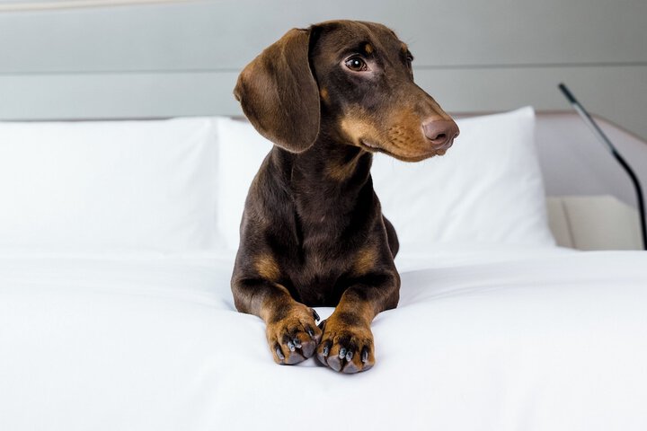 Pet Friendly 54 of 90