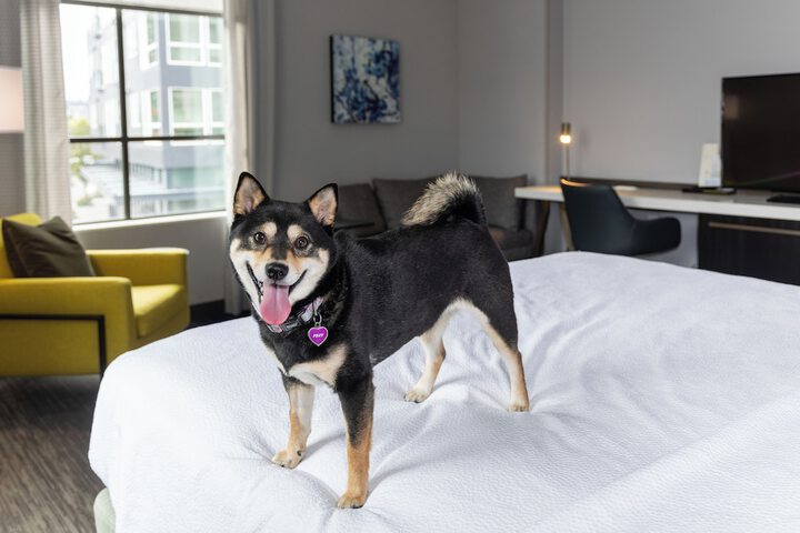 Pet-friendly