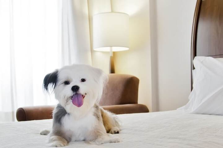 Pet-friendly