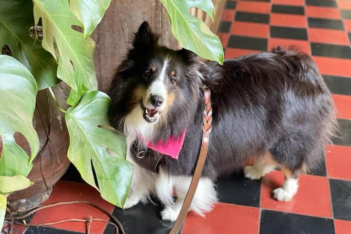 Pet-friendly