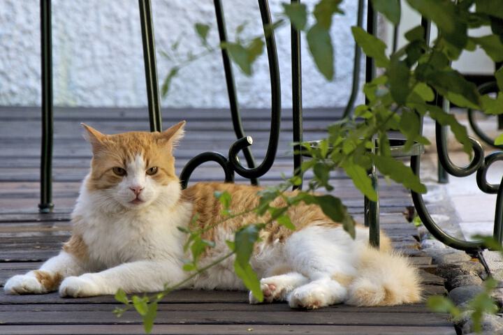 Pet Friendly 25 of 63