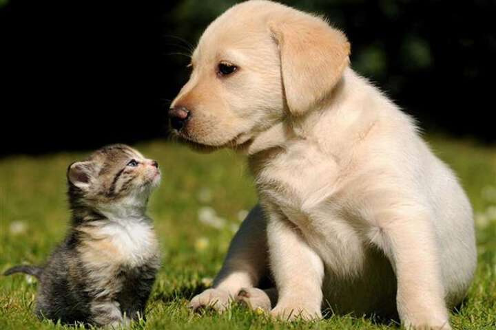 Pet Friendly 134 of 170