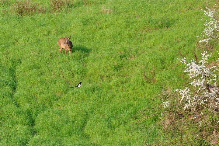 Game viewing