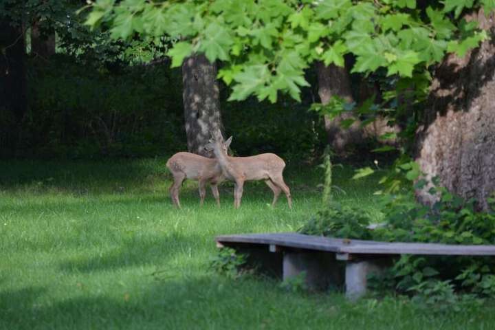 Property Grounds 23 of 28