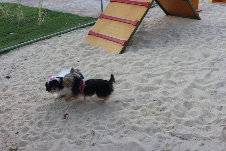 Pet Friendly 143 of 213