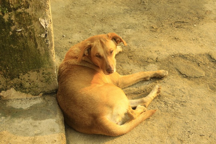 Pet-friendly