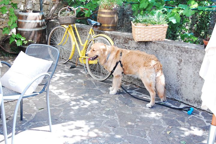 Pet Friendly 42 of 54
