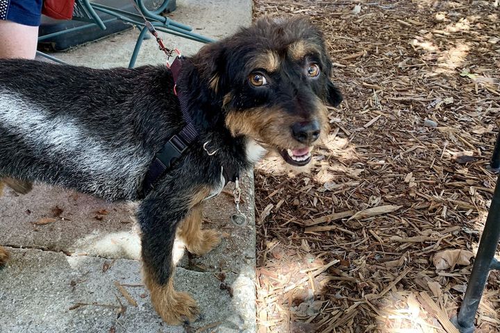 Pet Friendly 53 of 80