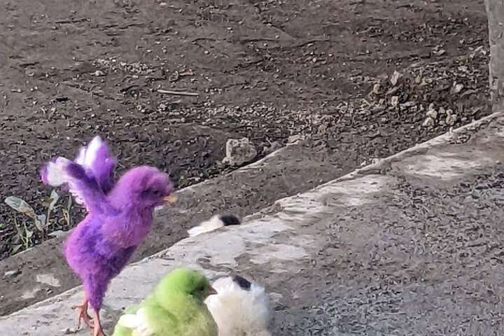 Pet Friendly 67 of 158