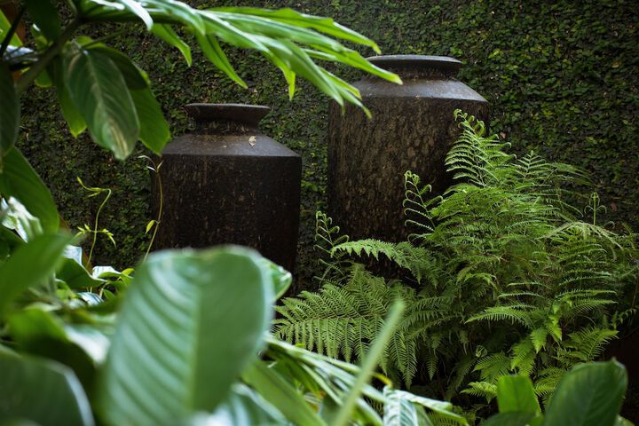 Wellness Treatments