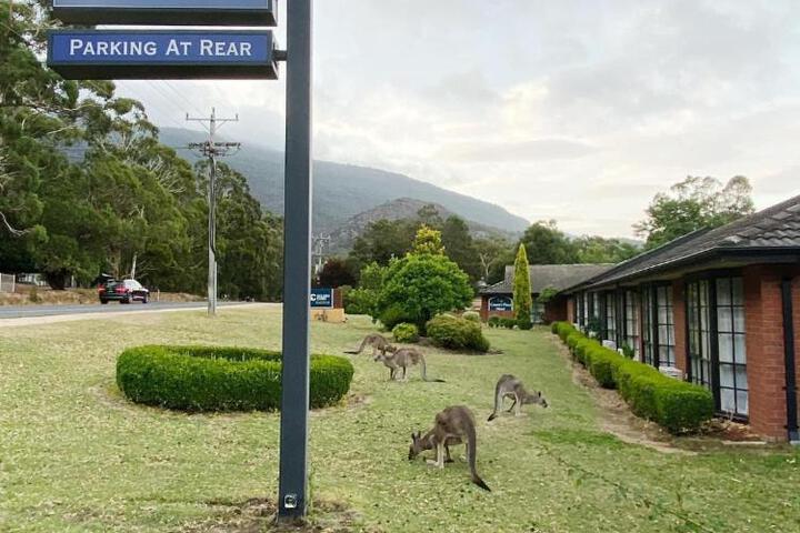 Golden Chain Country Plaza Motel Halls Gap