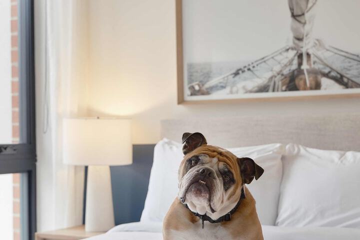 Pet Friendly 144 of 170