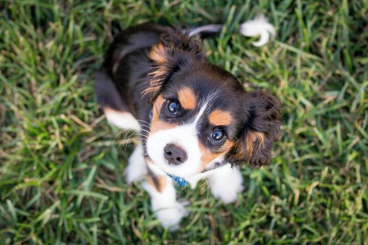 Pet Friendly 64 of 98