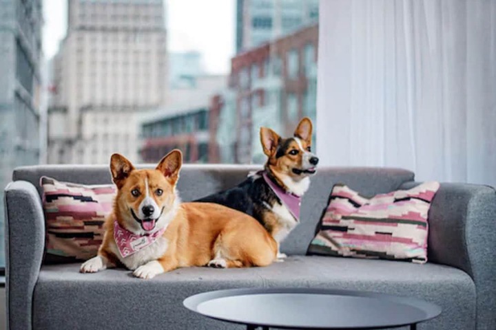 Pet Friendly 47 of 105
