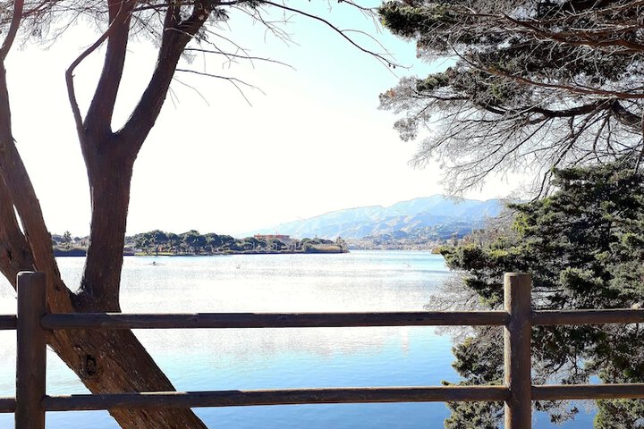 ARENARIA