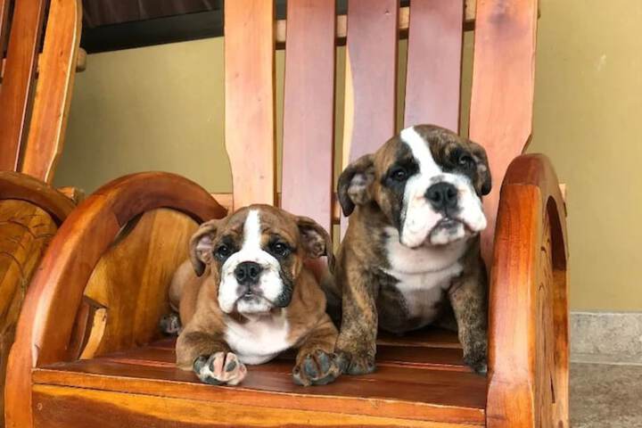 Pet Friendly 42 of 62
