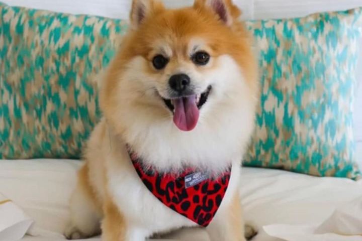 Pet Friendly 89 of 126