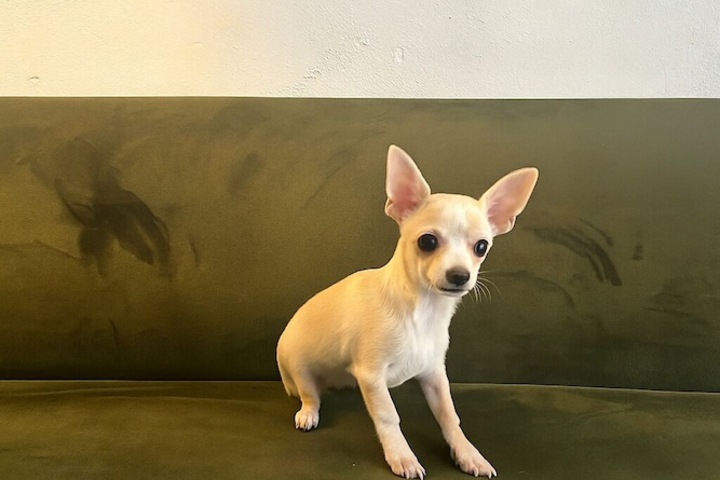 Pet Friendly 48 of 63