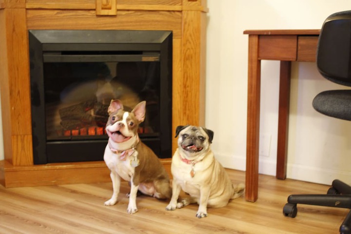 Pet-friendly