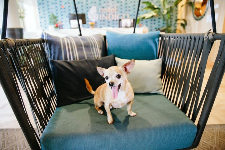 Pet-friendly