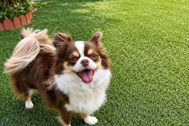 Pet Friendly 82 of 103