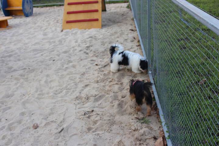 Pet Friendly 144 of 213