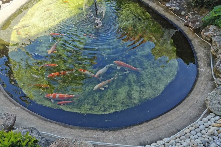 Pet Friendly 26 of 45