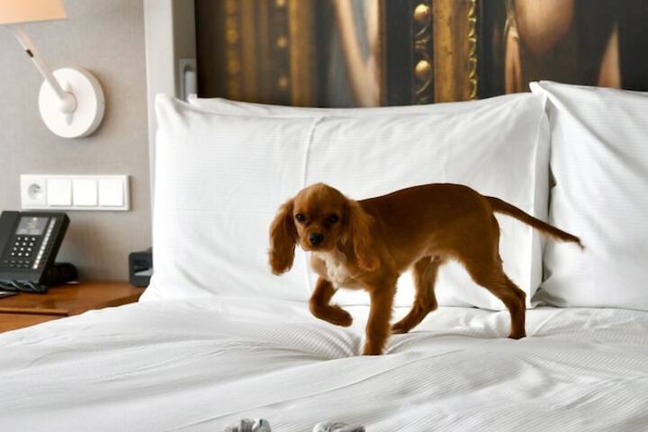 Pet Friendly 126 of 248