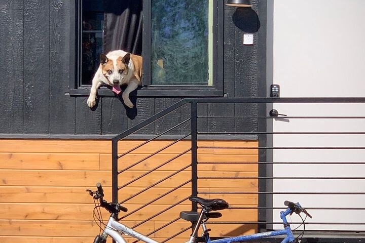 Pet Friendly 20 of 26