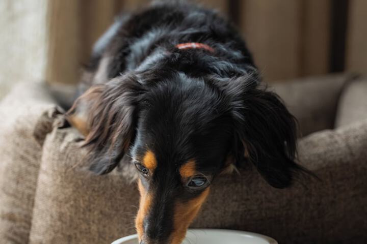 Pet Friendly 64 of 109