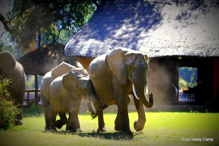 Croc Valley Camp