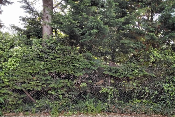 Property Grounds 24 of 27