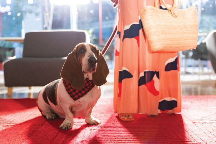 Pet Friendly 37 of 86