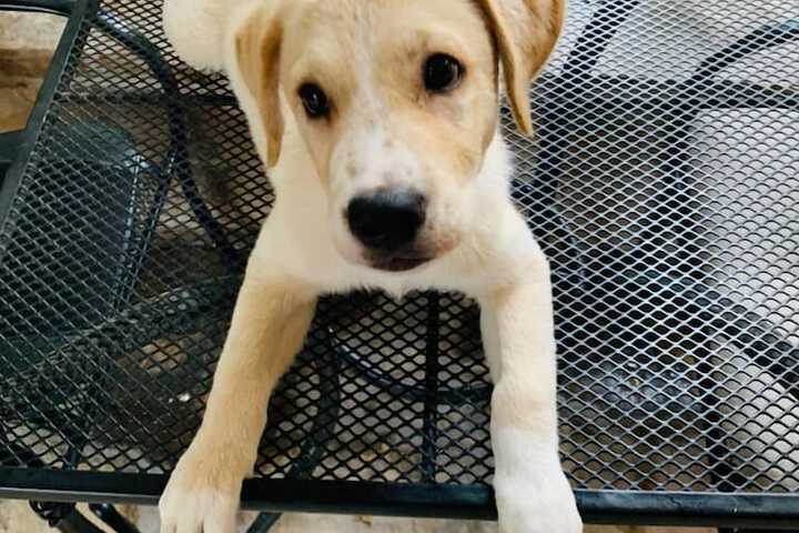 Pet Friendly 57 of 99