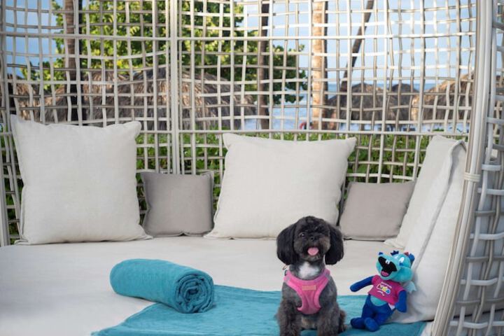 Pet Friendly 169 of 259