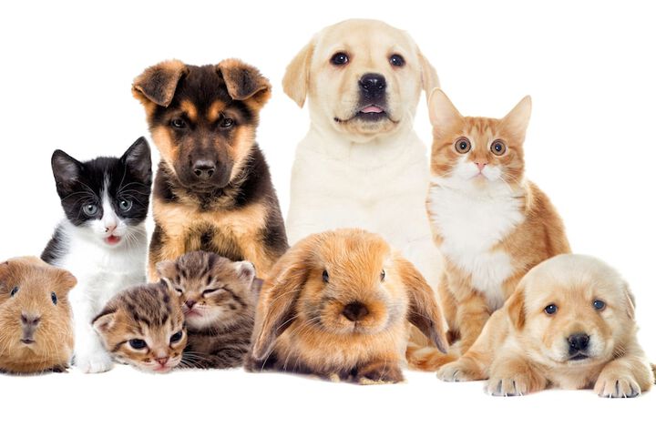 Pet Friendly 82 of 111