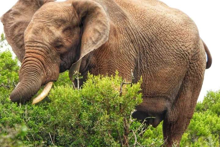 Game drive