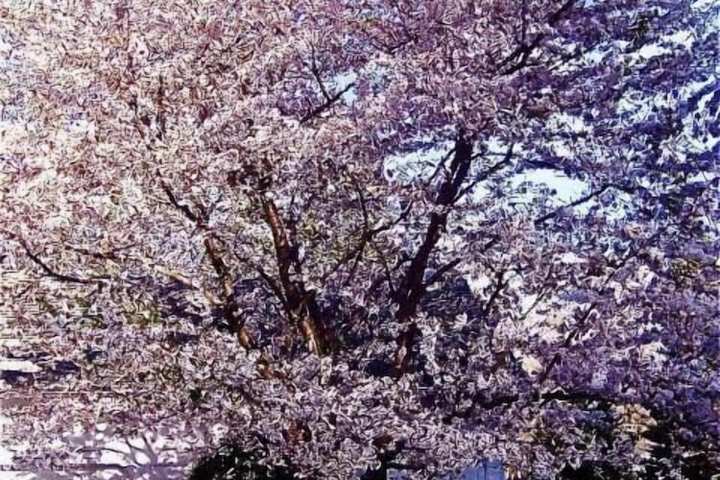 Property Grounds 21 of 37