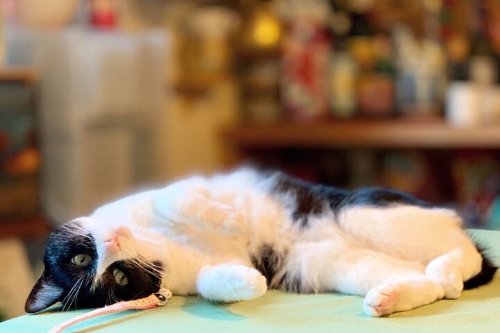 Pet-friendly amenities